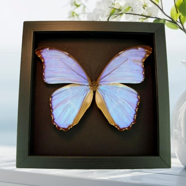 Real Morpho Godarti Butterfly Framed Taxidermy Moonlight Display