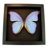 Real Morpho Godarti Butterfly Framed Taxidermy Moonlight Display