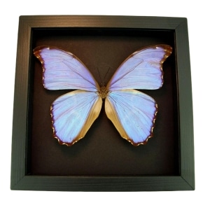 Real Morpho Godarti Butterfly Framed Taxidermy Moonlight Display