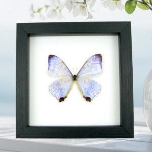 Mother Of Pearl Butterfly Morpho sulkowski Real Framed Taxidermy Classic Black Display