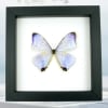 Mother Of Pearl Butterfly Morpho sulkowski Real Framed Taxidermy Classic Black Display