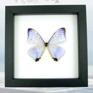 Mother Of Pearl Butterfly Morpho sulkowski Real Framed Taxidermy Classic Black Display