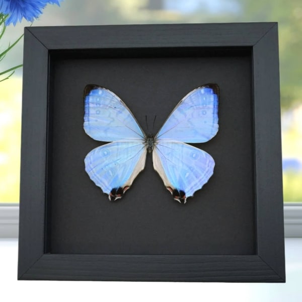 Mother's Day Butterfly Mother Of Pearl Morpho Framed Taxidermy Moonlight Display