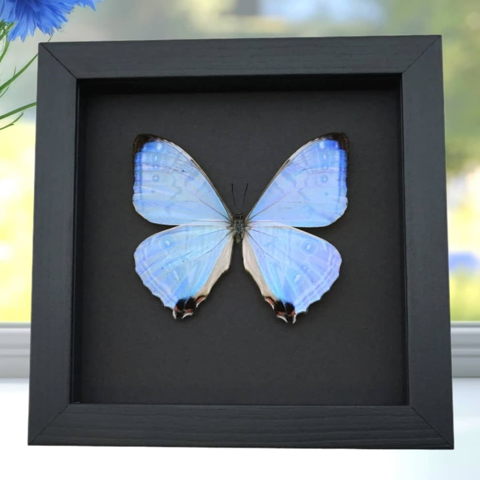 Mother's Day Butterfly Mother Of Pearl Morpho Framed Taxidermy Moonlight Display Mother's Day Butterfly Mother Of Pearl Morpho Framed Taxidermy Moonlight Display