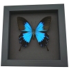 Papilio ulysses telegonus Blue Mountain Swallowtail Framed Butterfly Moonlight Display