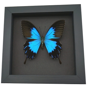 Papilio ulysses telegonus Blue Mountain Swallowtail Framed Butterfly Moonlight Display