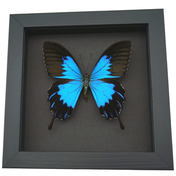 Papilio ulysses telegonus Blue Mountain Swallowtail Framed Butterfly Moonlight Display