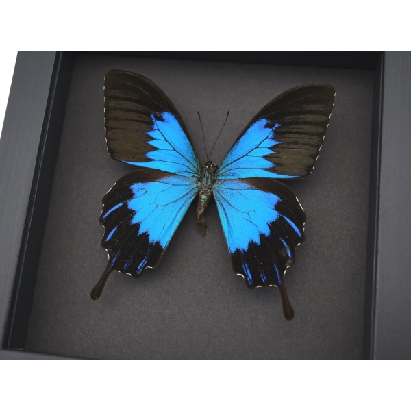 Papilio ulysses telegonus Blue Mountain Swallowtail Framed Butterfly Moonlight Display