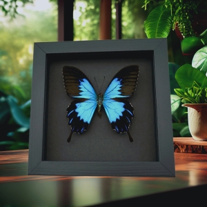 Papilio ulysses telegonus Blue Mountain Swallowtail Framed Butterfly Moonlight Display