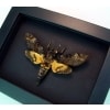 Death Head Moth Acherontia atropos Male Real Framed Taxidermy Moonlight Display