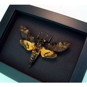 Death Head Moth Acherontia atropos Male Real Framed Taxidermy Moonlight Display