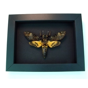 Death Head Moth Acherontia atropos Male Real Framed Taxidermy Moonlight Display