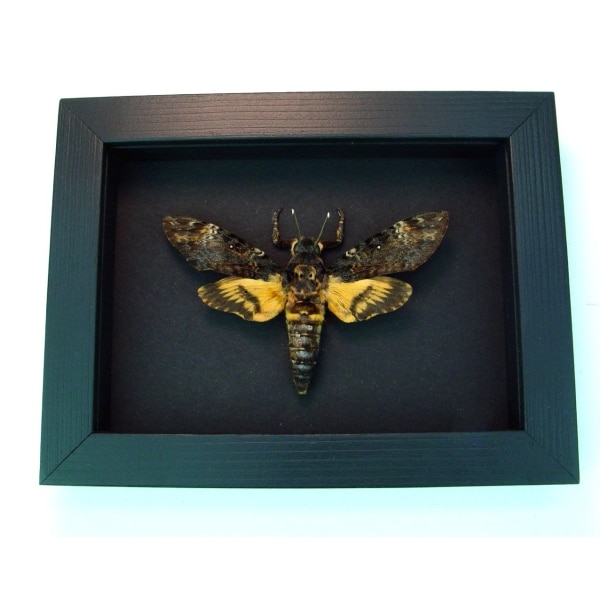 Death Head Moth Acherontia atropos Male Real Framed Taxidermy Moonlight Display