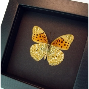 Argyreus hyberbius Male Indian Fritillary Butterfly Framed Moonlight Display