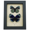 Charles Darwin Butterfly Pair Callithea philotima Asterope leprieuri Framed Taxidermy Display