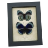 Charles Darwin Butterfly Pair Callithea philotima Asterope leprieuri Framed Taxidermy Display