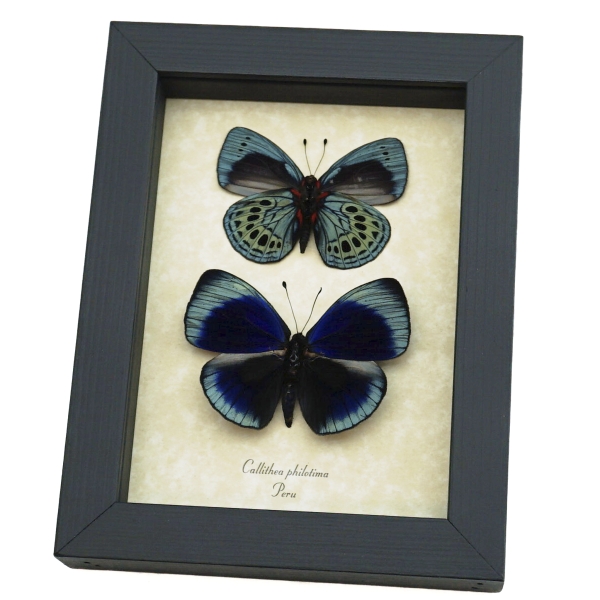 Charles Darwin Butterfly Pair Callithea philotima Asterope leprieuri Framed Taxidermy Display