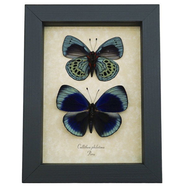 Charles Darwin Butterfly Pair Callithea philotima Asterope leprieuri Framed Taxidermy Display