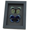 Charles Darwin Butterfly Pair Callithea philotima Asterope leprieuri Framed Taxidermy Moonlight Display