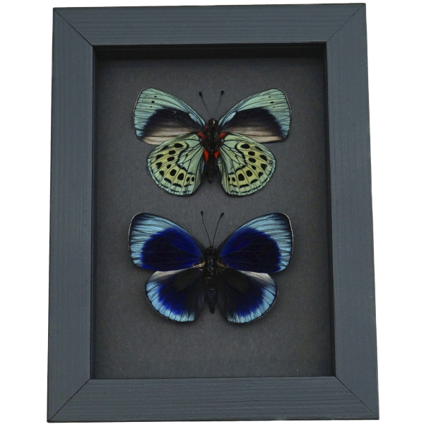 Charles Darwin Butterfly Pair Callithea philotima Asterope leprieuri Framed Taxidermy Moonlight Display