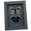 Charles Darwin Butterfly Pair Callithea philotima Asterope leprieuri Framed Taxidermy Moonlight Display