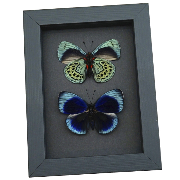 Charles Darwin Butterfly Pair Callithea philotima Asterope leprieuri Framed Taxidermy Moonlight Display