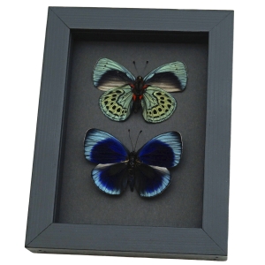 Charles Darwin Butterfly Pair Callithea philotima Asterope leprieuri Framed Taxidermy Moonlight Display