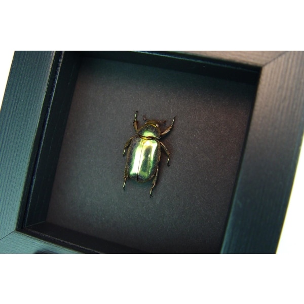 Gold Scarab Beetle Framed Chrysina resplendens Moonlight Display