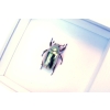 Gold Scarab Beetle Framed Chrysina resplendens Vibrant White Display