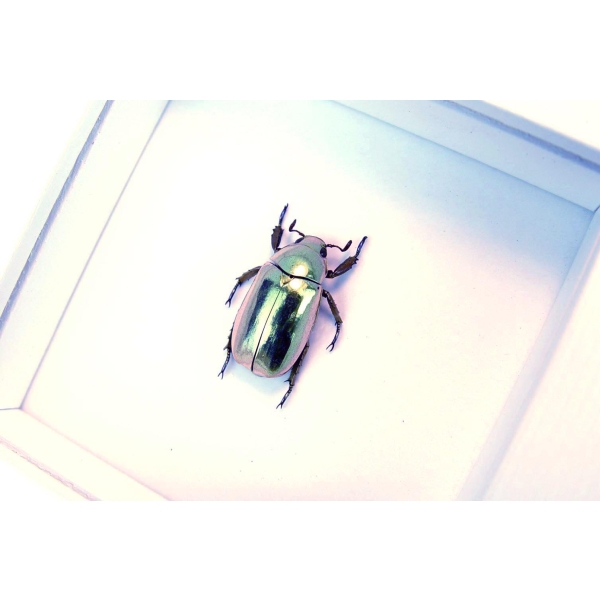 Gold Scarab Beetle Framed Chrysina resplendens Vibrant White Display