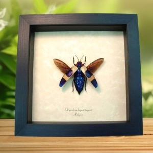 Rare Flying Jewel Beetle Chrysochroa buquetii buquetii Framed Taxidermy Display