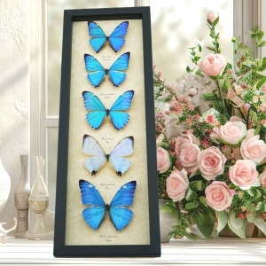 Diamond Morpho Mother's Day Butterflies Butterfly Collection Framed Taxidermy