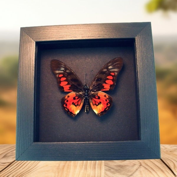 Real Framed Red African Butterfly Graphium rydleyanus Taxidermy Moonlight Display