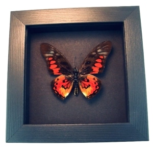 Real Framed Red African Butterfly Graphium rydleyanus Taxidermy Moonlight Display