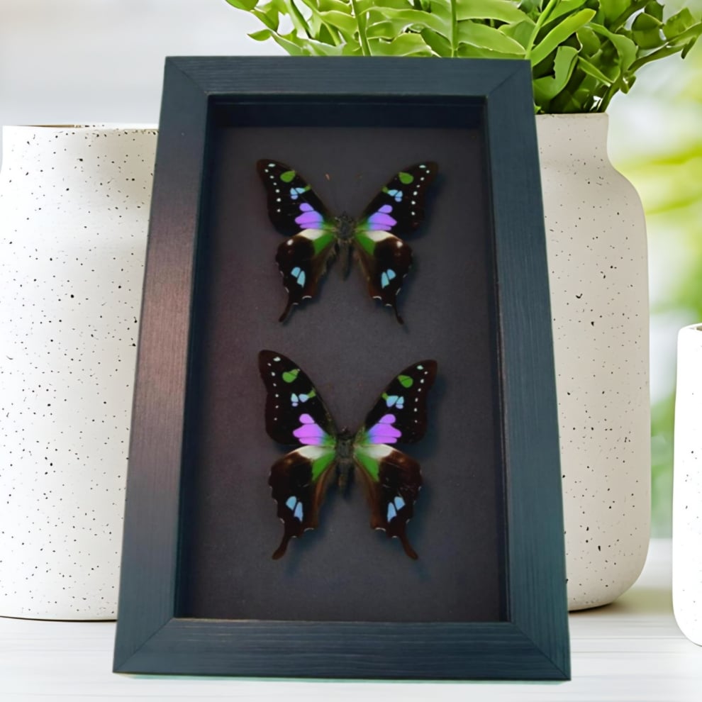 Graphium weiskei Set Swallowtail Butterflies Framed Taxidermy Butterfly Moonlight Display