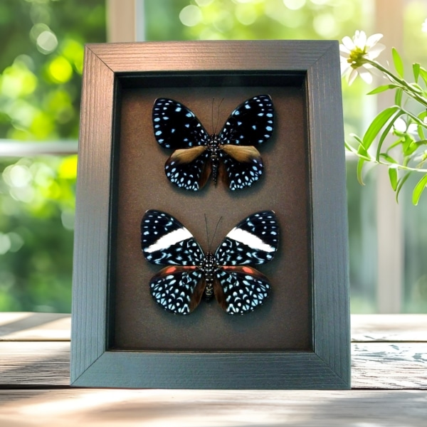 Starry Night Butterflies Hamadryas laodamia Pair Framed Butterfly Moonlight Display