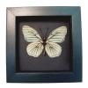 White Butterfly Hestina assimilis Female Verso Framed Moonlight Display