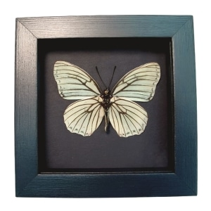White Butterfly Hestina assimilis Female Verso Framed Moonlight Display