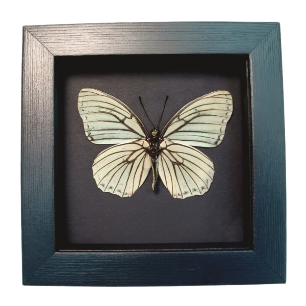 White Butterfly Hestina assimilis Female Verso Framed Moonlight Display