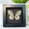 White Butterfly Hestina assimilis Female Verso Framed Moonlight Display