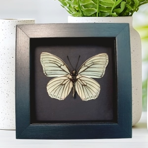 White Butterfly Hestina assimilis Female Verso Framed Moonlight Display