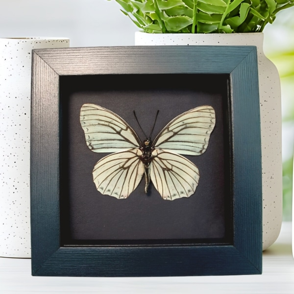 White Butterfly Hestina assimilis Female Verso Framed Moonlight Display