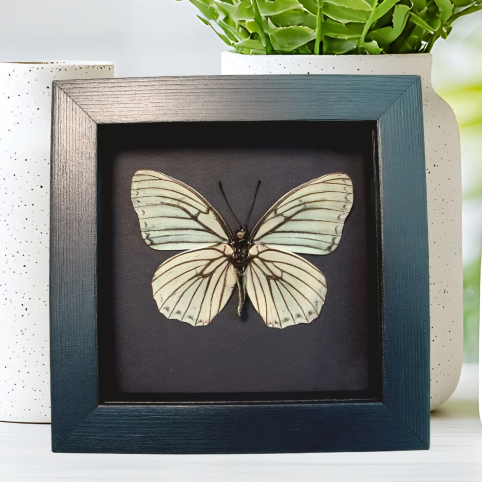 White Butterfly Hestina assimilis Female Verso Framed Moonlight Display