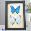 Mother's Day Butterflies Morpho Aega Morpho sulkowski Set Framed Taxidermy