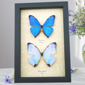 Mother's Day Butterflies Morpho Aega Morpho sulkowski Set Framed Taxidermy