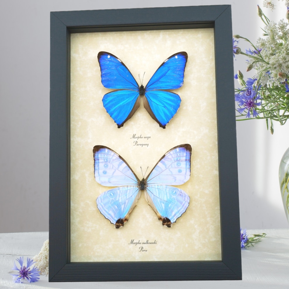 Mother's Day Butterflies Morpho Aega Morpho sulkowski Set Framed Taxidermy Mother's Day Butterflies Morpho Aega Morpho sulkowski Set Framed Taxidermy