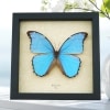 Morpho godarti Metallic Purple Butterfly Framed Taxidermy Display