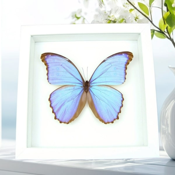 Real Purple Morpho Godarti Butterfly Framed Taxidermy Vibrant White Display