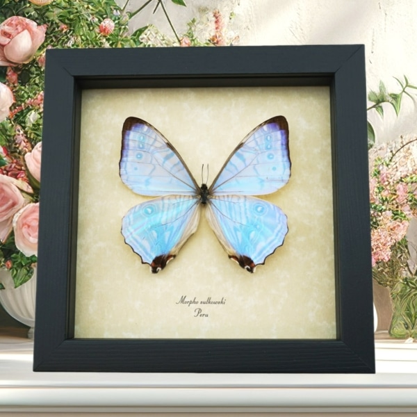 Mother's Day Butterfly Framed Morpho sulkowski Mother Of Pearl Shimmery Butterfly Taxidermy