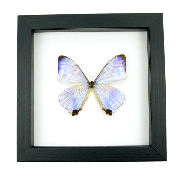 Mother Of Pearl Butterfly Morpho sulkowski Real Framed Taxidermy Classic Black Display